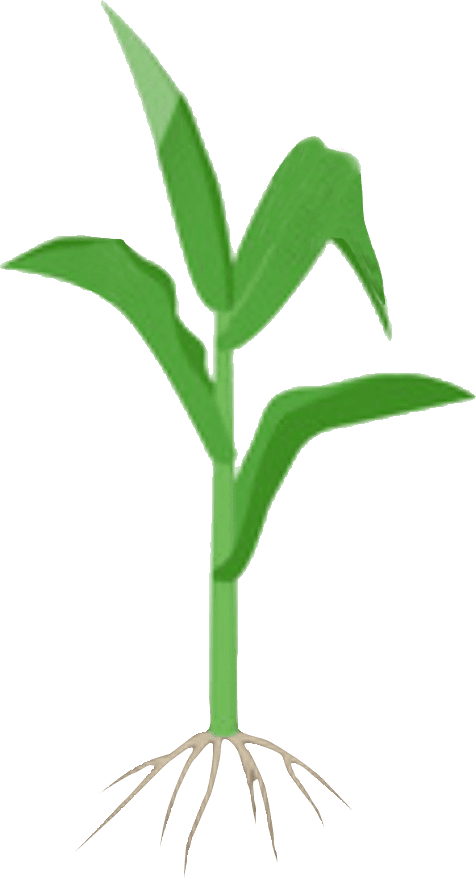 3-4 leaf stage (First cultivation)