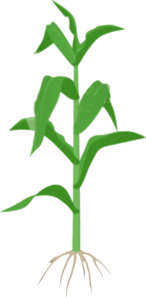 5-7 leaf stage 