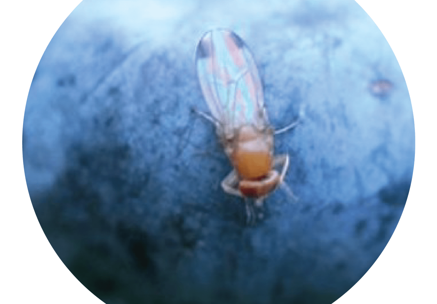 დროზოფილა Drosophila