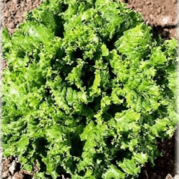 სალათის ფურცლის თესლი ვალდმანს გრინი lettuce waldmanns green 27 27 27