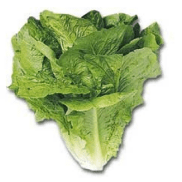 სალათის ფურცლის თესლი პარის ისლანდ ქოსი M.I. lettuce parris island cos M.I. 28 28