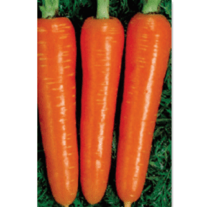 თესლი ნიუ კუროდა carrot new kuroda 29