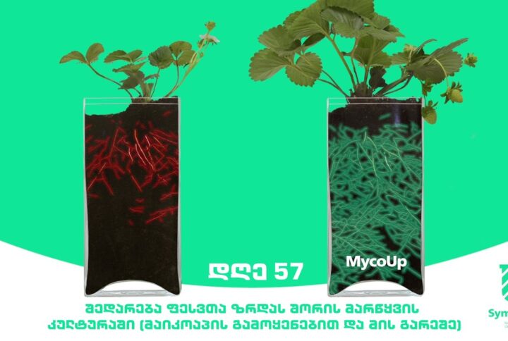 🌱 MycoUp – მიკორიზული სოკო>