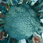 გრანდ სლამი