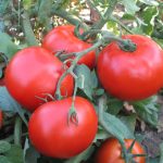 ტაიკინგი F1