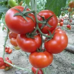 დონატინო F1