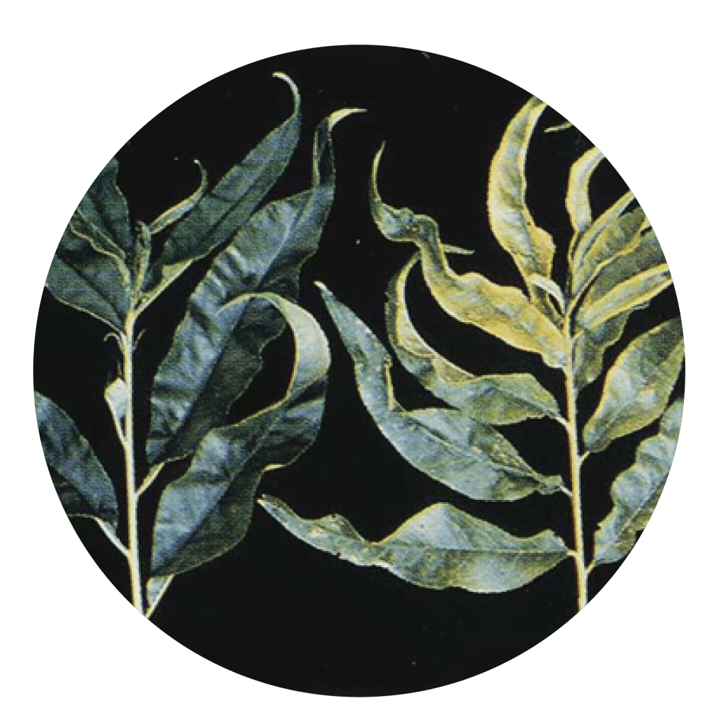 ატამი