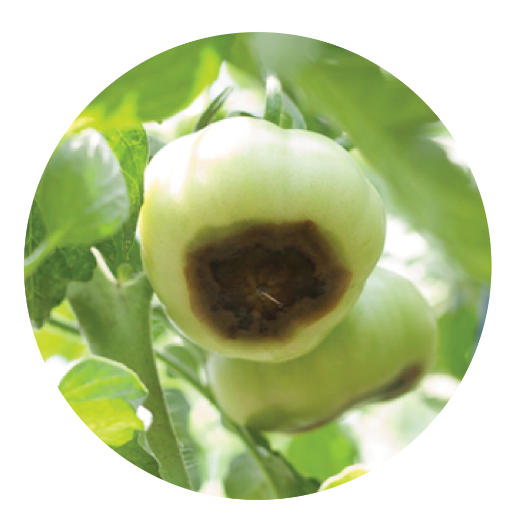 პომიდორი
