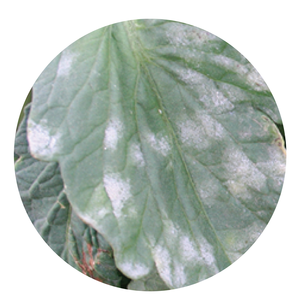 პომიდორი