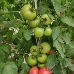 ფინქ სქაი F1