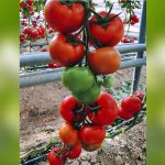 რანერი F1