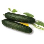 ცენტაურო F1