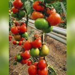 ვარდანზა F1