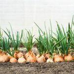 დელფოსი