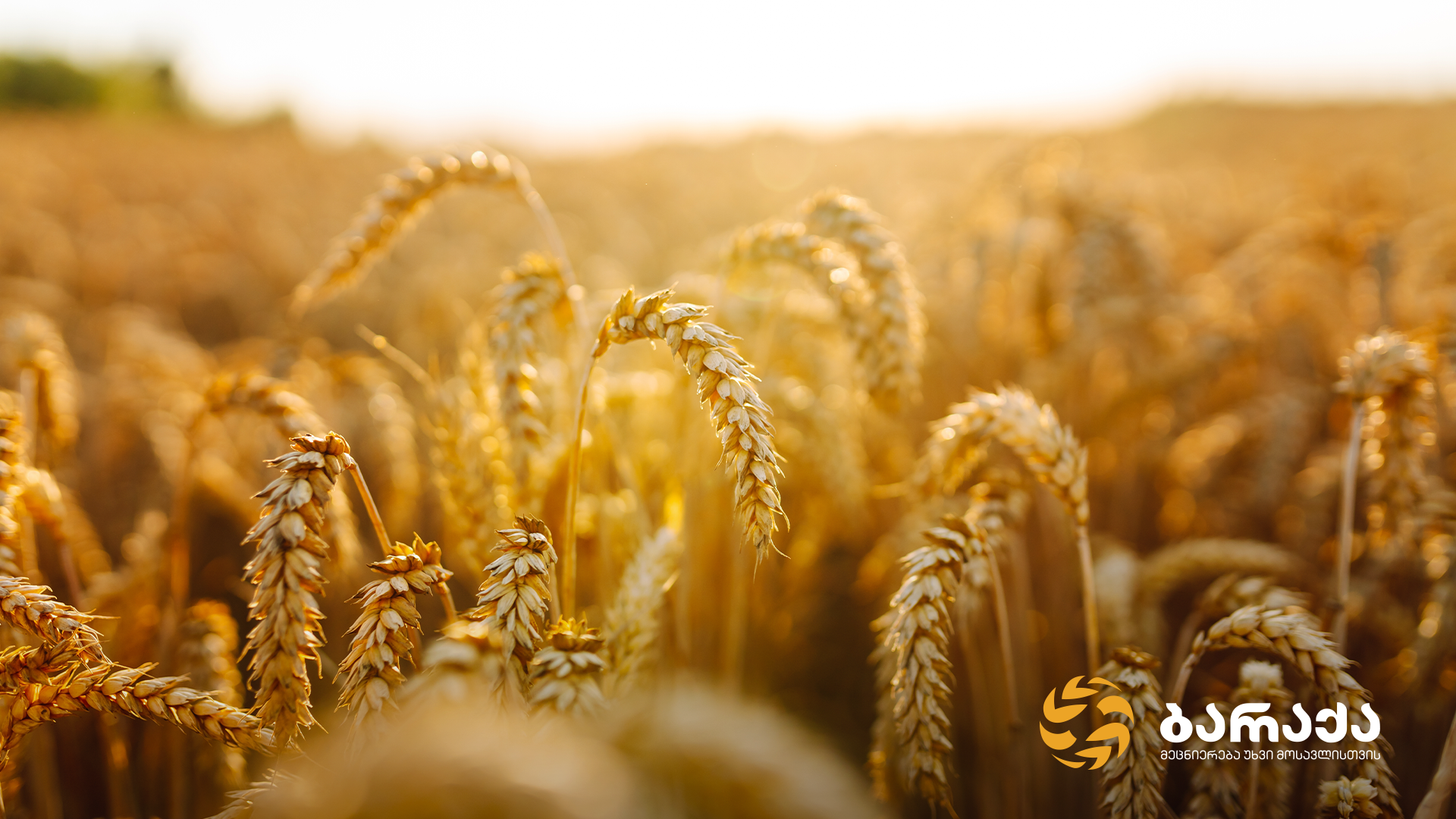 მეურნეობა