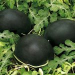 პერლა ნეგრა