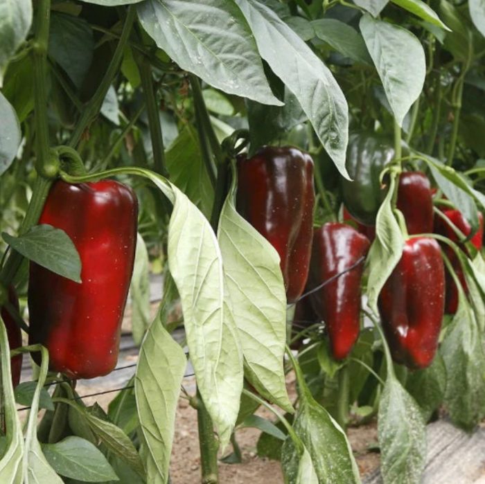 რიო გრანდე