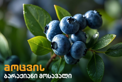 მოცვი