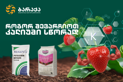 მთავარი