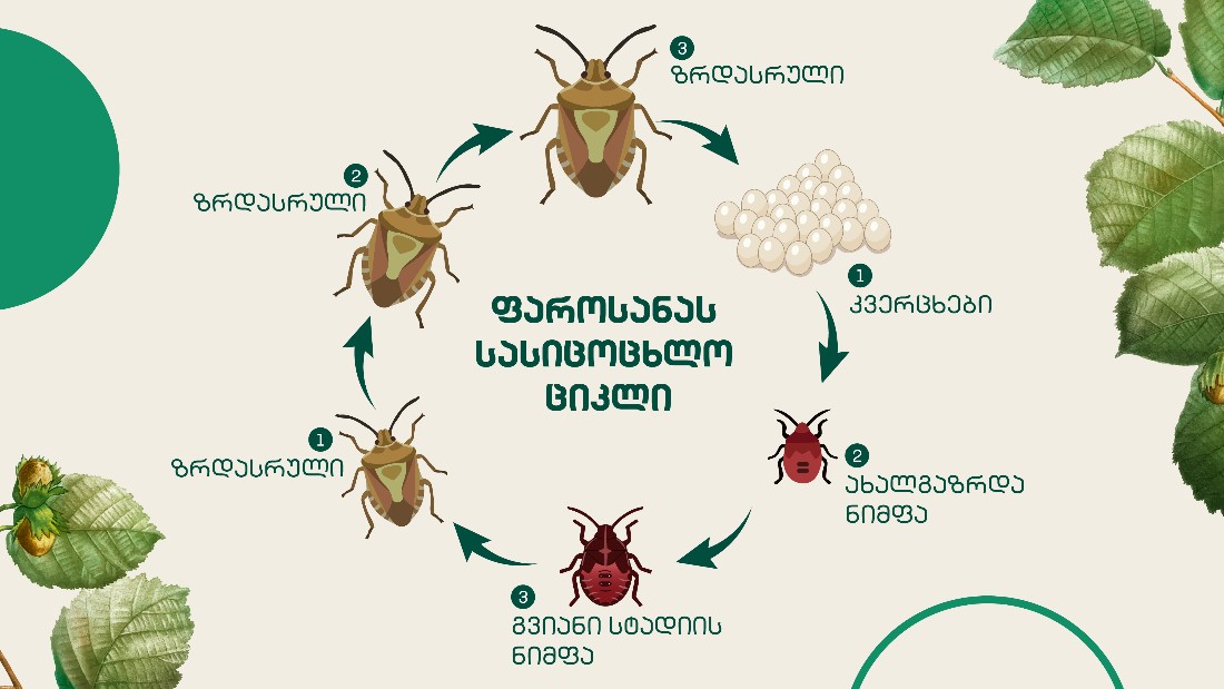 აზიური ფაროსანა: როგორ დავიცვათ მოსავალი და ბრძოლის ეფექტური მეთოდები