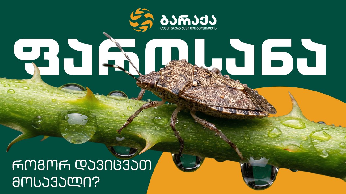 აზიური ფაროსანა