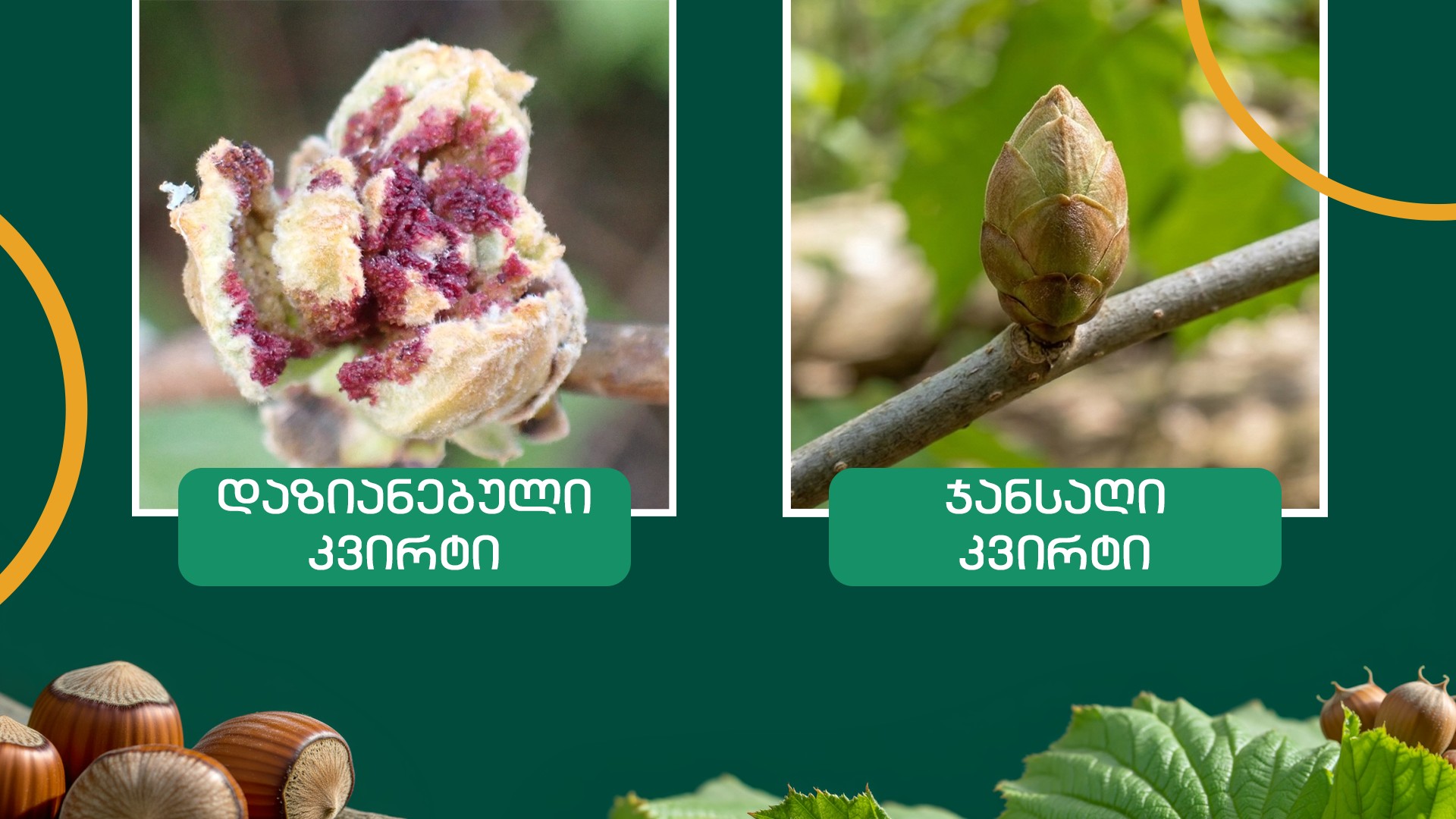 თხილის კვირტის ტკიპა: როგორ გადავარჩინოთ მოსავალი 2 თხილის კვირტის ტკიპა: როგორ გადავარჩინოთ მოსავალი