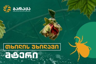 მთავარი