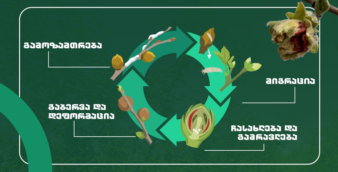 თხილის კვირტის ტკიპა: როგორ გადავარჩინოთ მოსავალი 1 თხილის კვირტის ტკიპა: როგორ გადავარჩინოთ მოსავალი